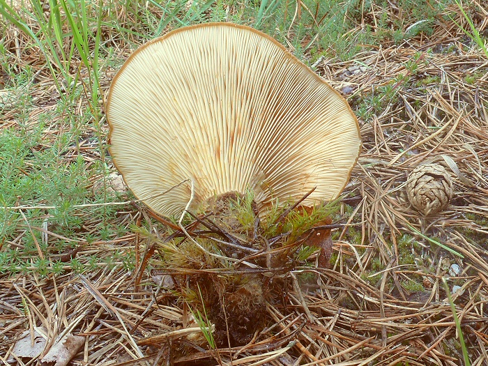 P1070986 PaxillusAtrotomentosus cc crp
